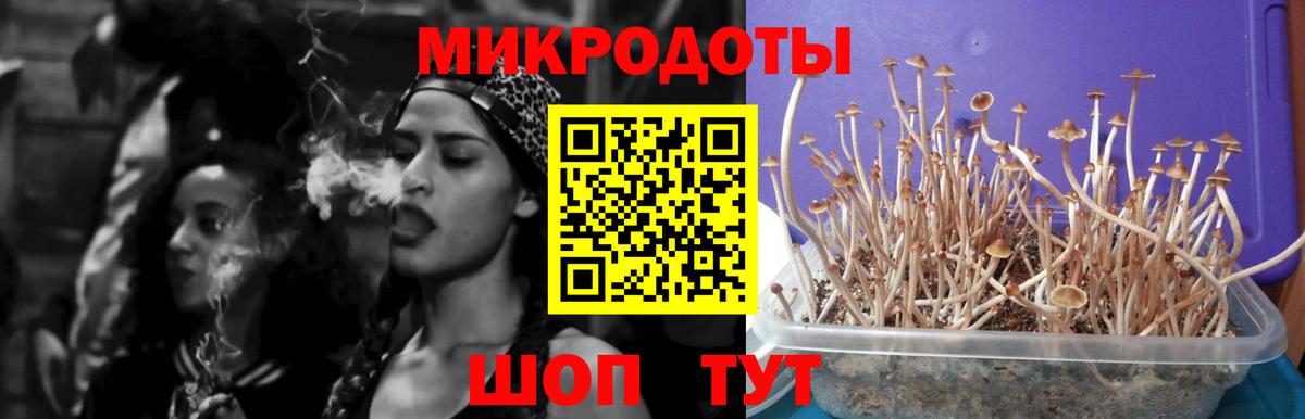 Псилоцибиновые грибы мицелий Михайловка